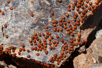 ladybird pest control