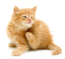 kitten scratching isolated on white background