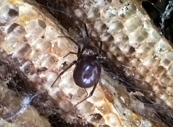 False Widow Spiders Pest Control