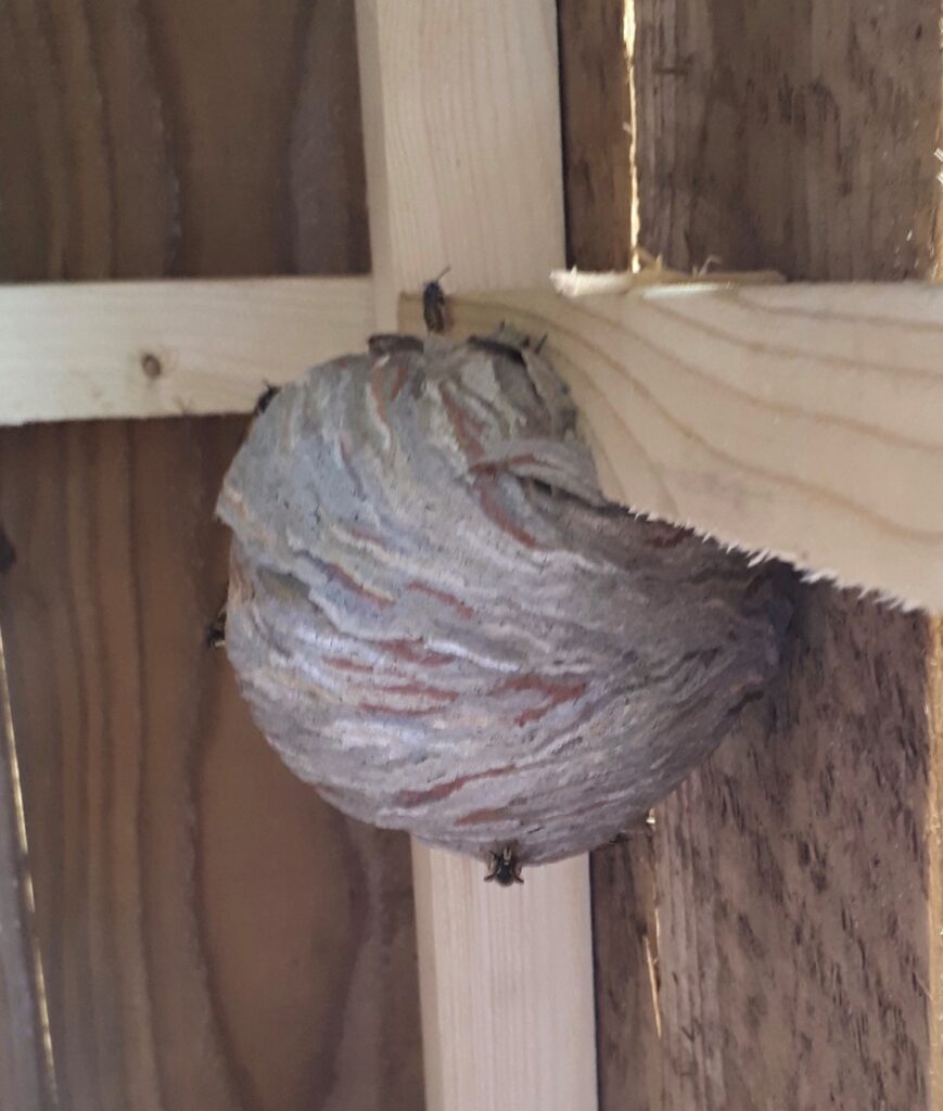 Wasp Nest removal Surrey